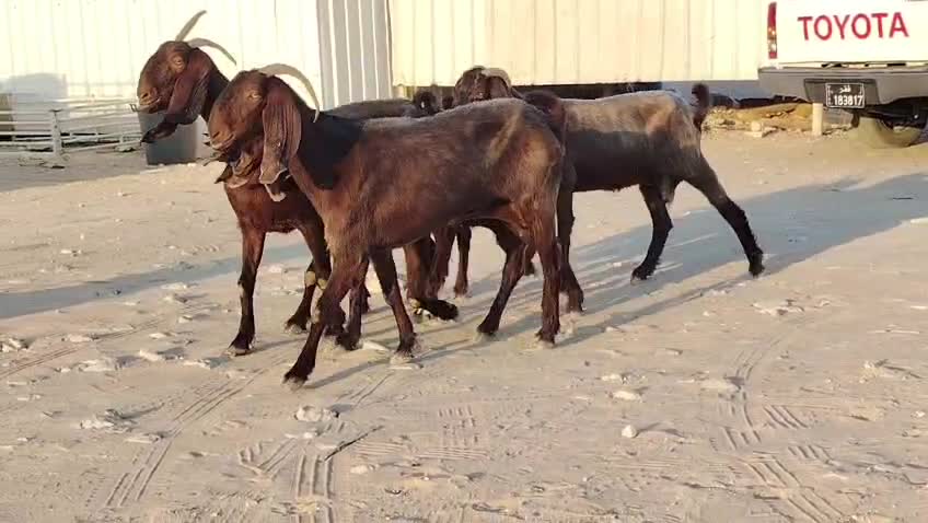 للبيع معزاء قبرصيات طيبه دفيع - 1