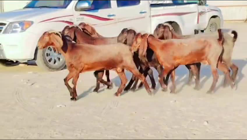 للبيع معزاء قبرصيات اباكير طيبه - 1