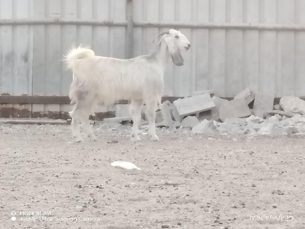 اللبع جمدة عرضيه دفيع شرط - 3