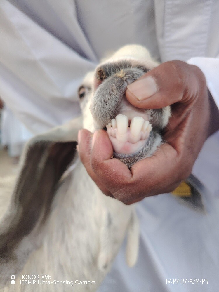 اللبع جمدة عرضيه دفيع شرط - 4
