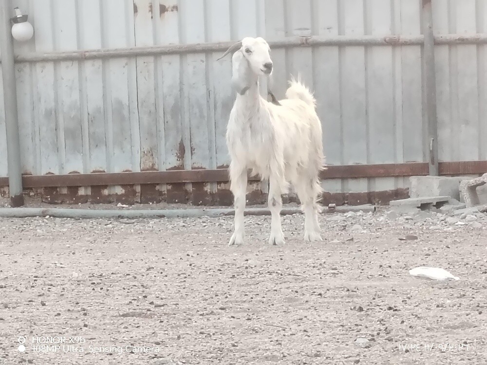 اللبع جمدة عرضيه دفيع شرط - 1
