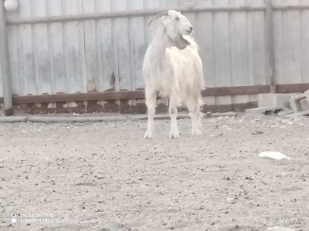 اللبع جمدة عرضيه دفيع شرط - 2