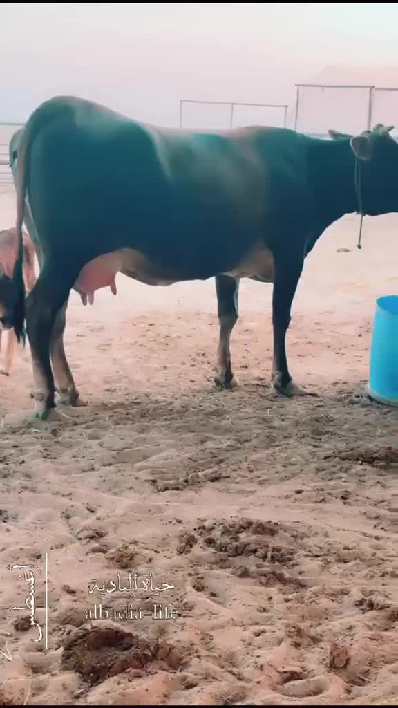 Cows for sale - 2