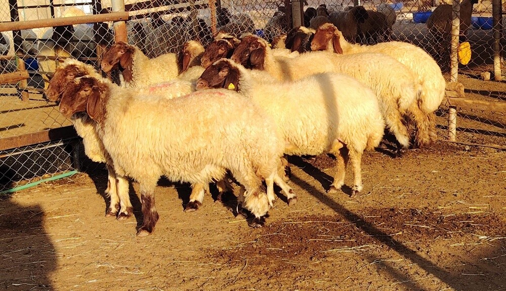 للبيع رخال سوريه دبس دبس طيب - 3