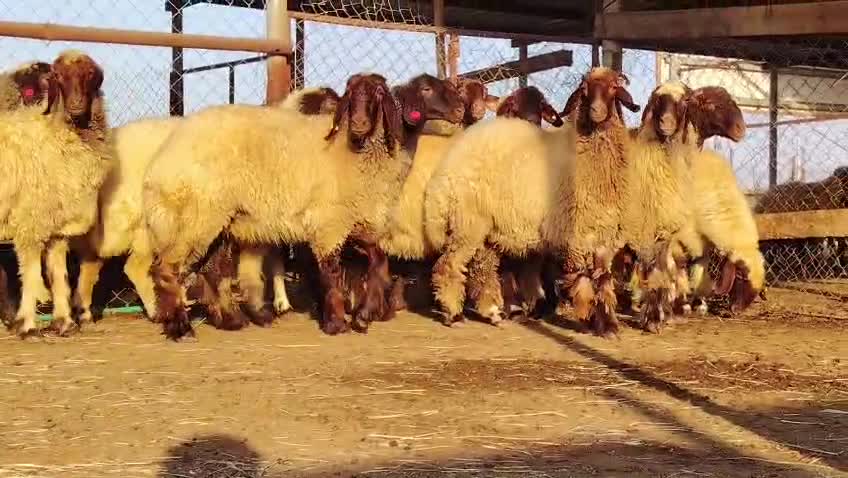 للبيع رخال سوريه دبس دبس طيب - 4