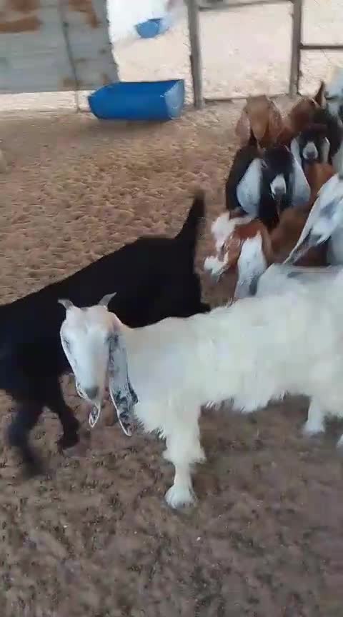 جمد عوارض  - 1