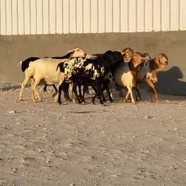 للبيع شوهات بربر بيرشن طيبه - 3