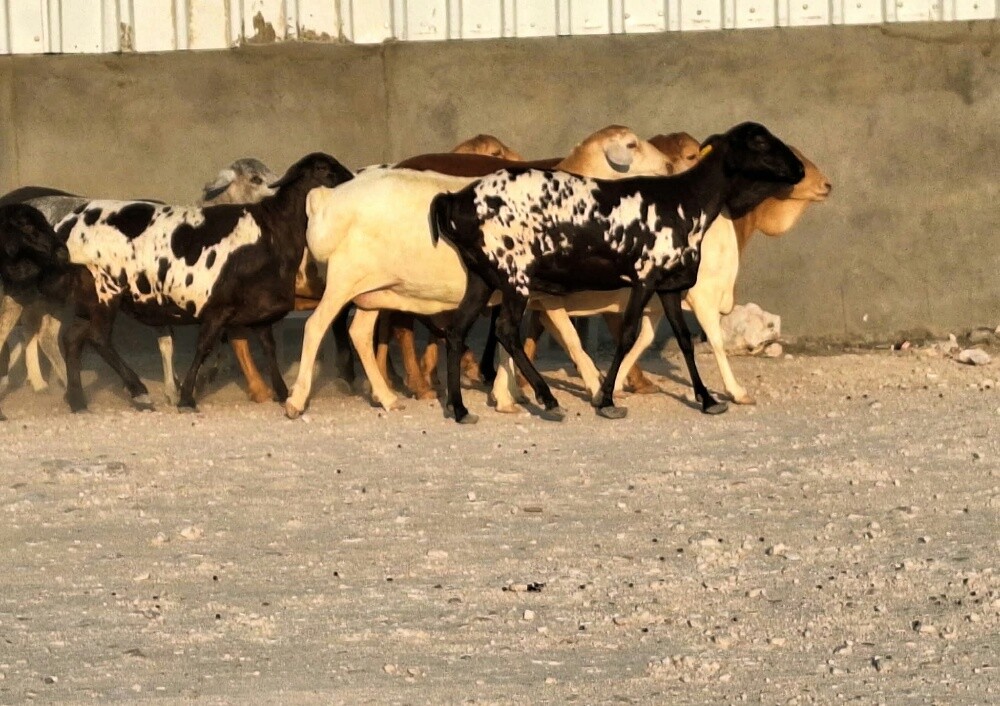 للبيع شوهات بربر بيرشن طيبه - 1
