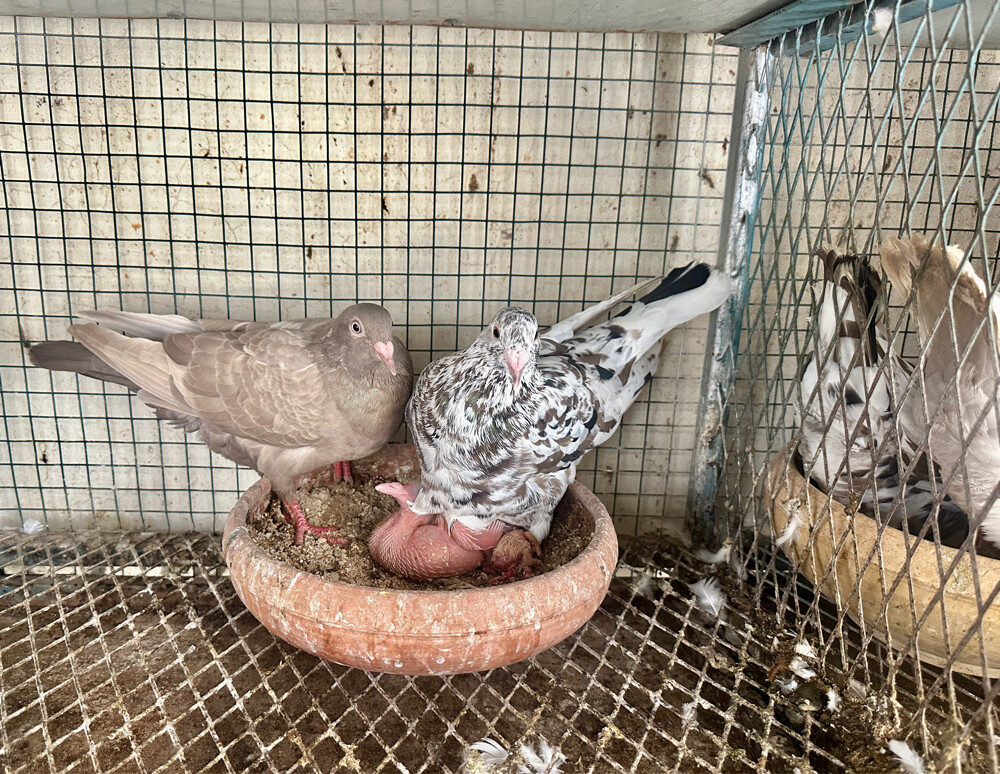 2 Zajel almond pairs - 1