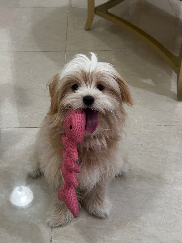 peanut maltese - 6
