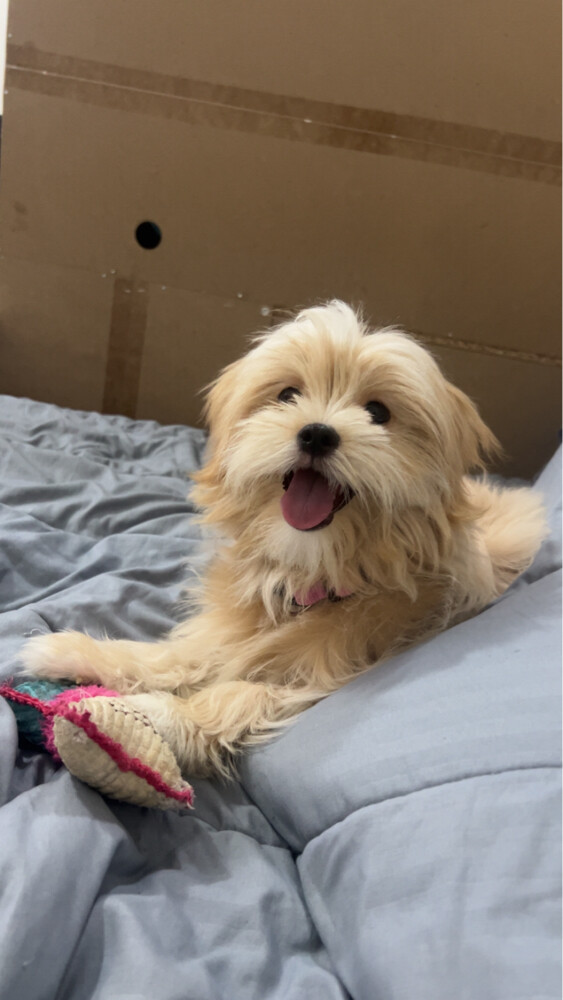 peanut maltese - 5