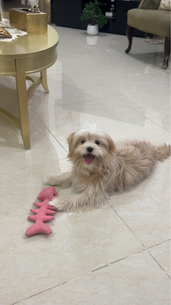 peanut maltese - 1