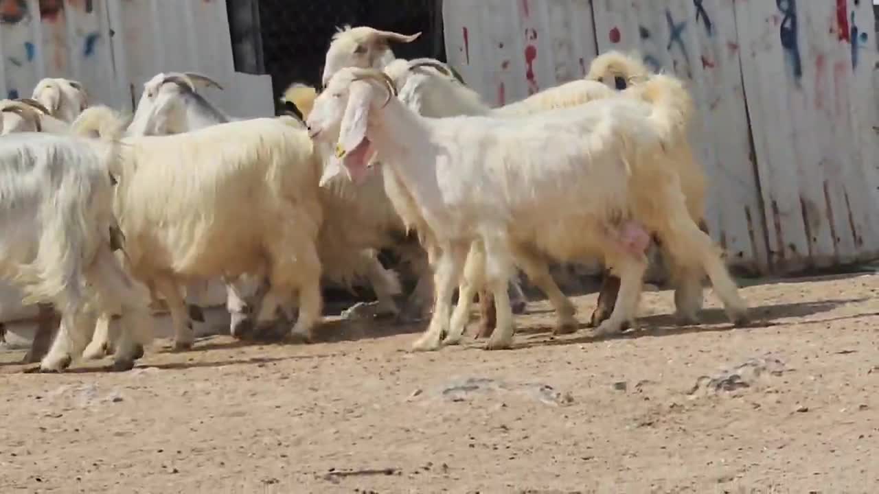 عوارض بيض طيبه - 1
