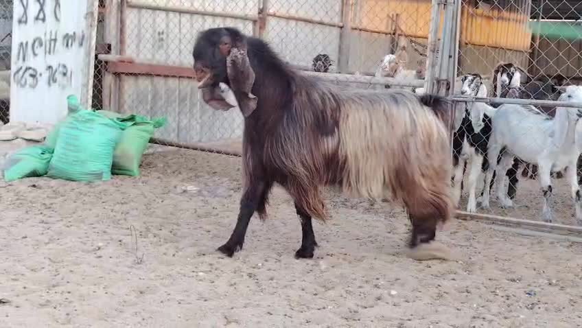 للبيع تيس فحل قبرصي طيبه - 1