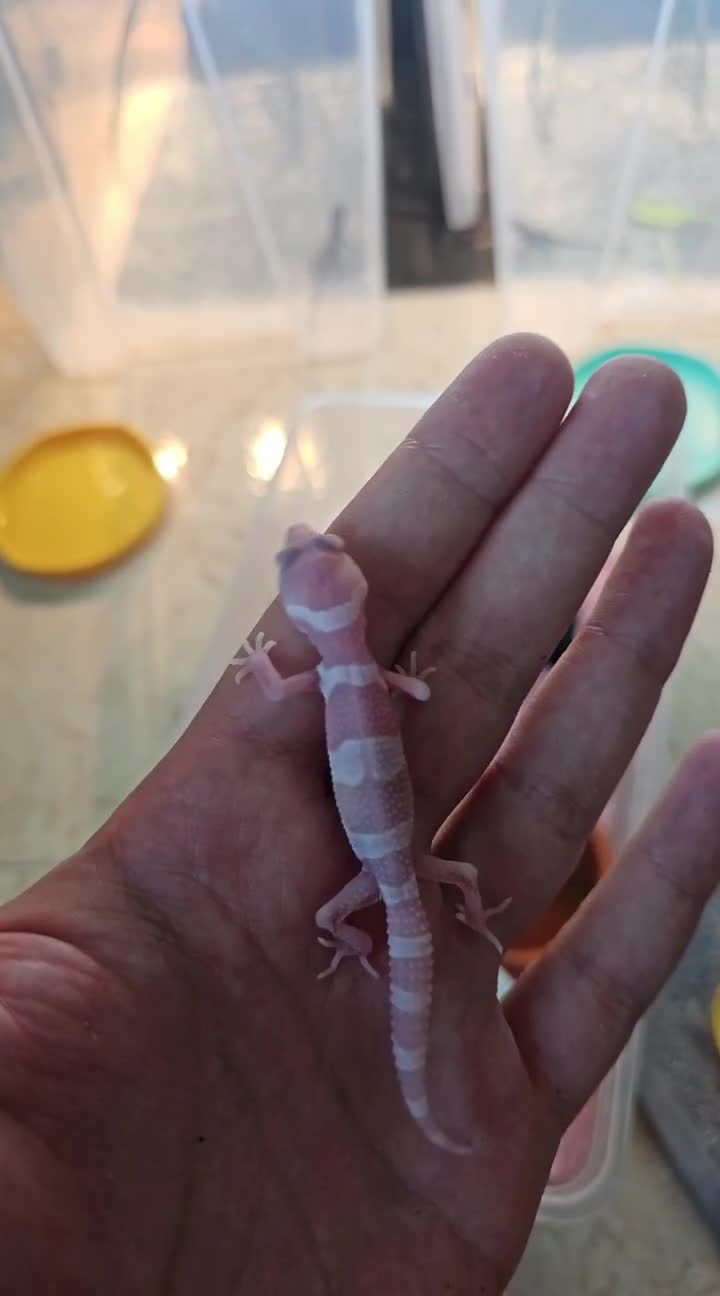 Tremper snow leopard gecko - 1