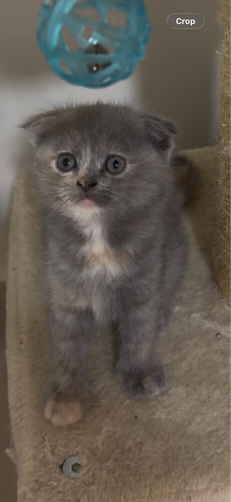 kittens - 2