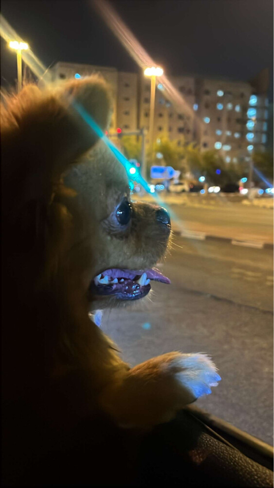 ماكسي - 2