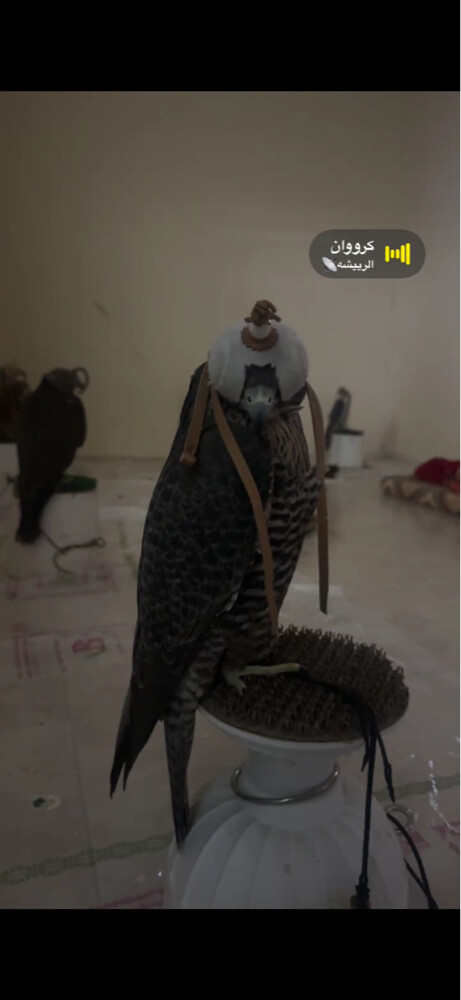 تبع جير سبق فارط - 2