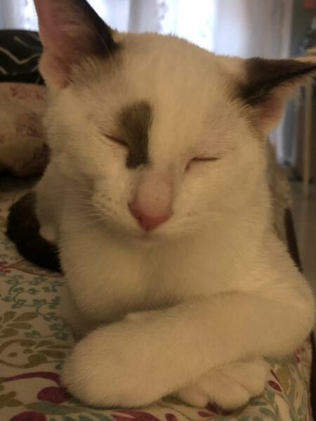 2 kittens for adoption - 2