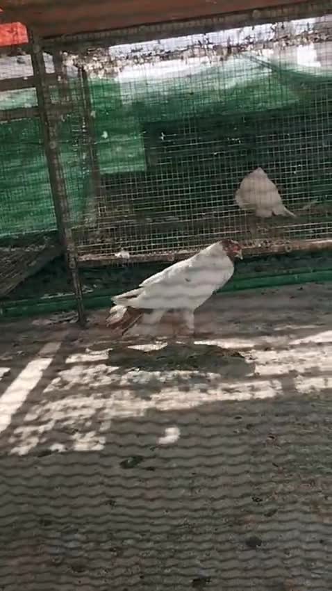 For sale 150 .active pair - 3