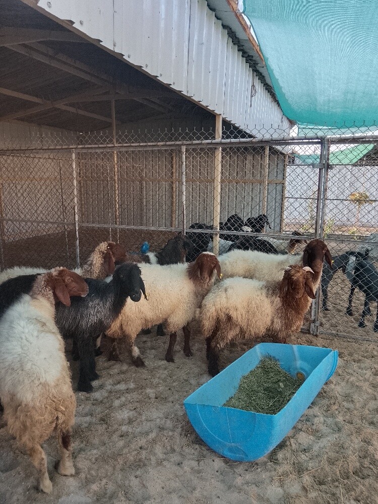 ست شويهات وطليان اثنين - 2