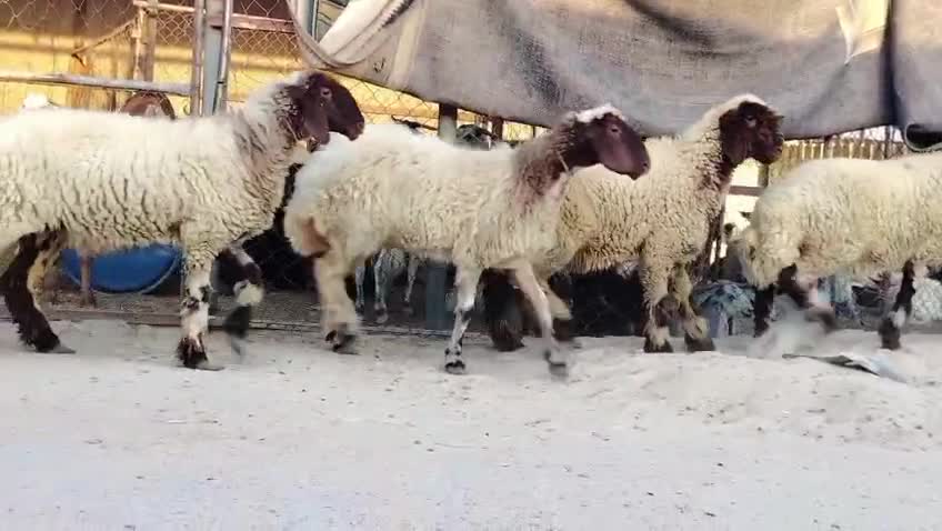 رخال سوريه طيبه - 4