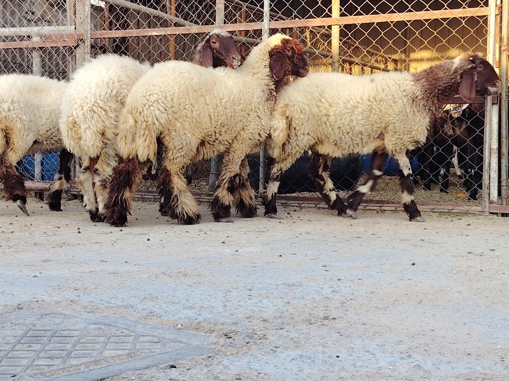 رخال سوريه طيبه - 3
