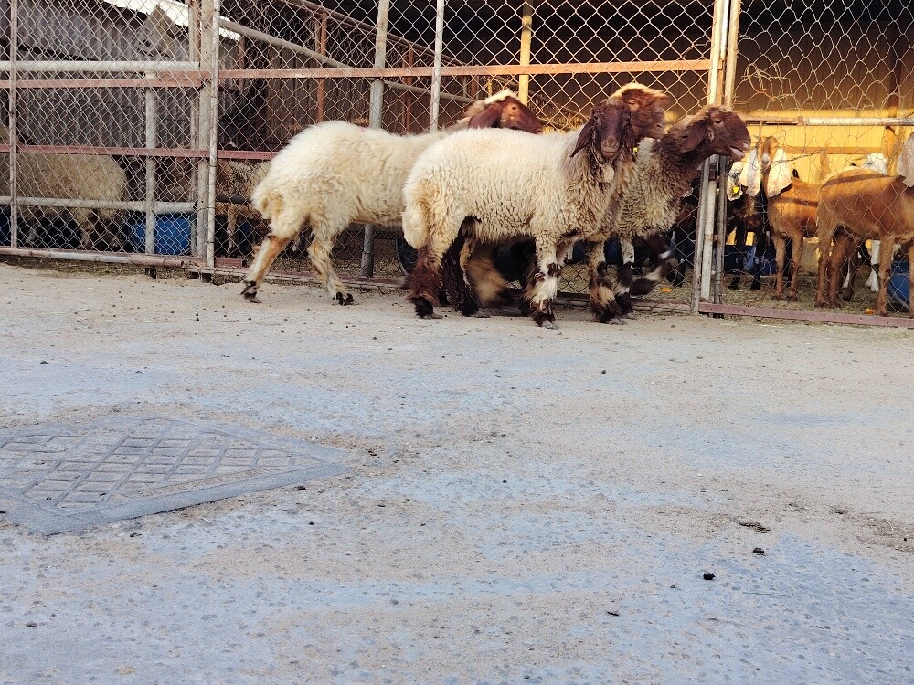 رخال سوريه طيبه - 1