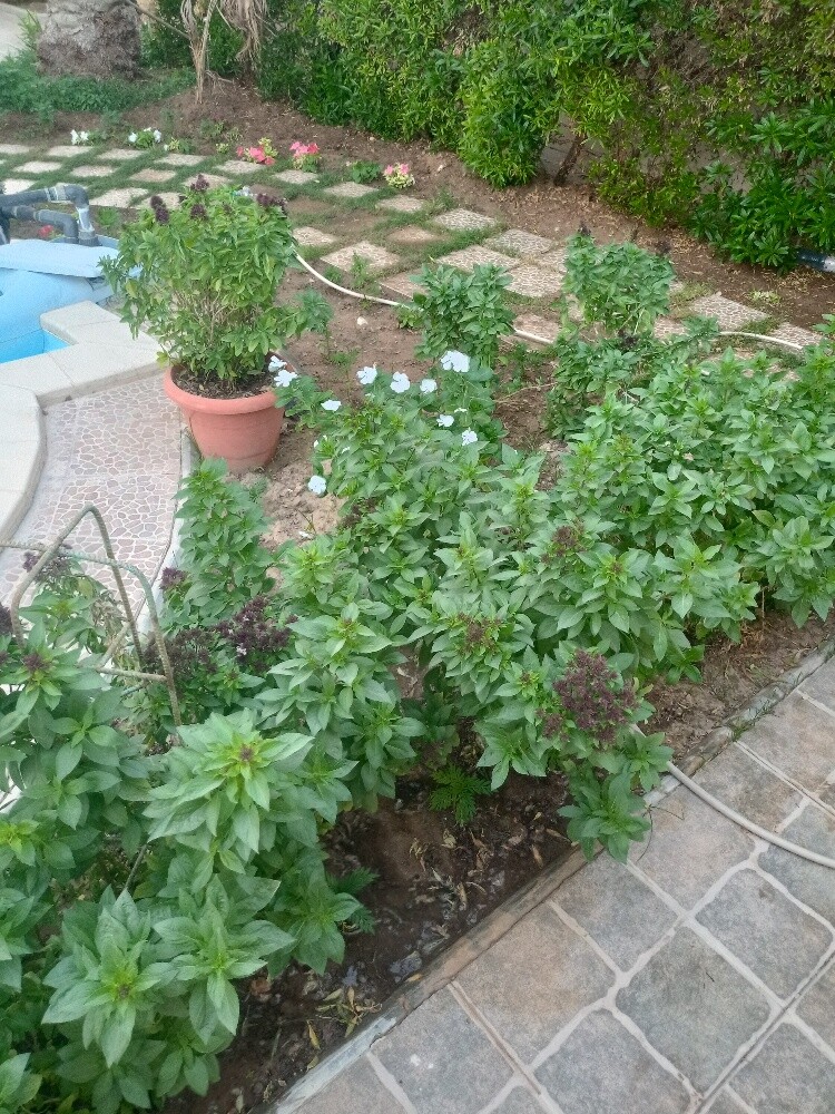iltaf al  Balushi - 4