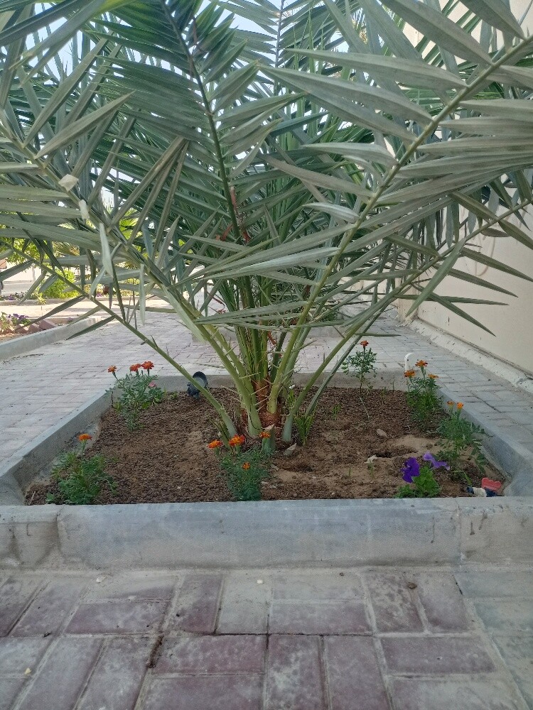 iltaf al  Balushi - 5