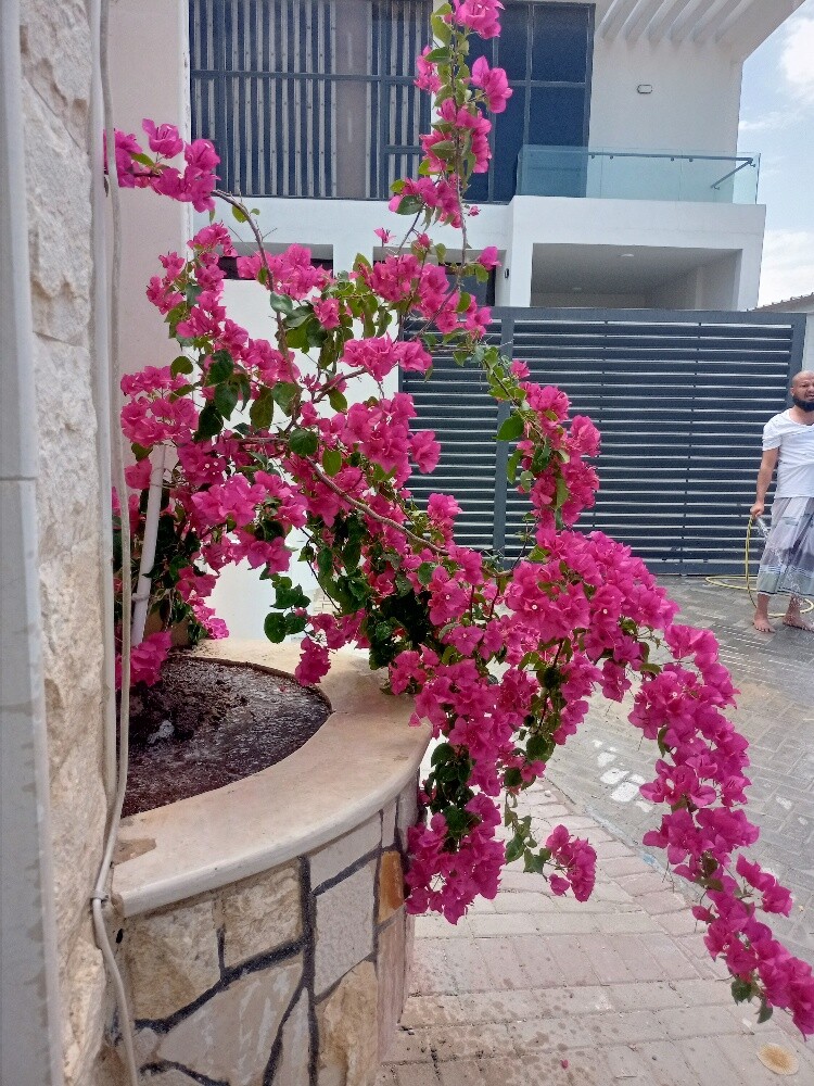 iltaf al  Balushi - 2