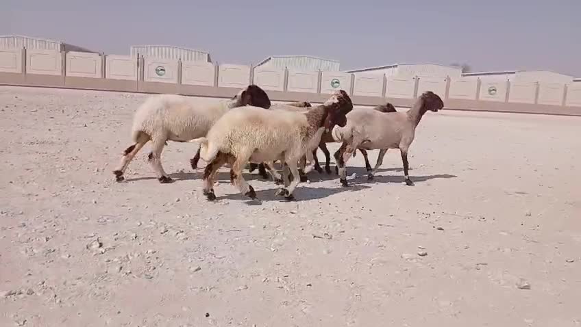 للبيع شويهات سوريه طيبه - 1