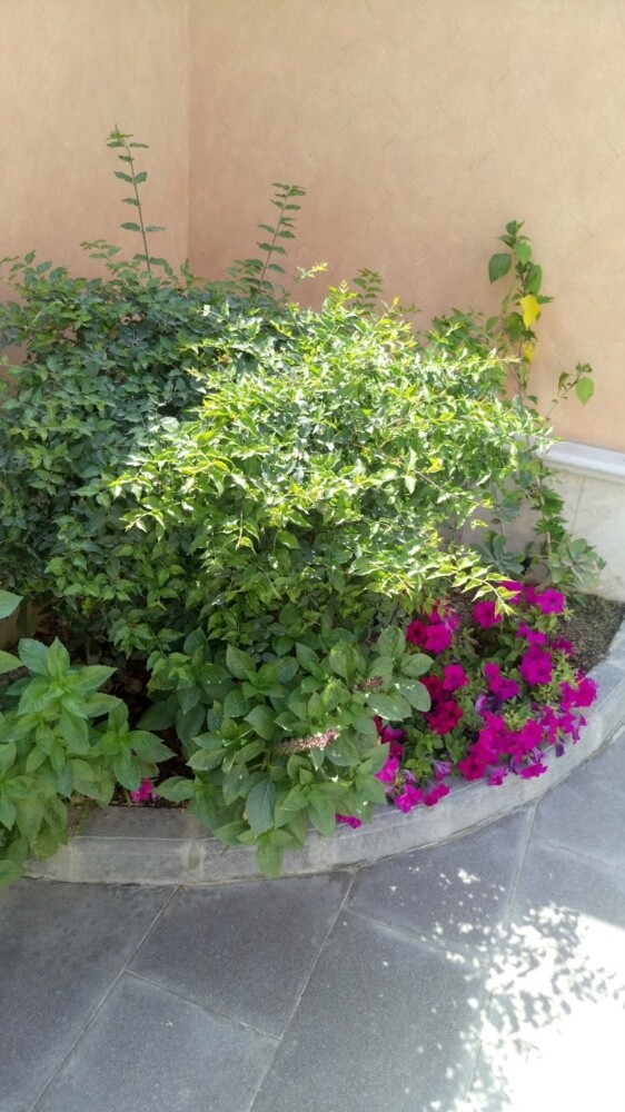 مزارع داخل روضه الحمام - 1