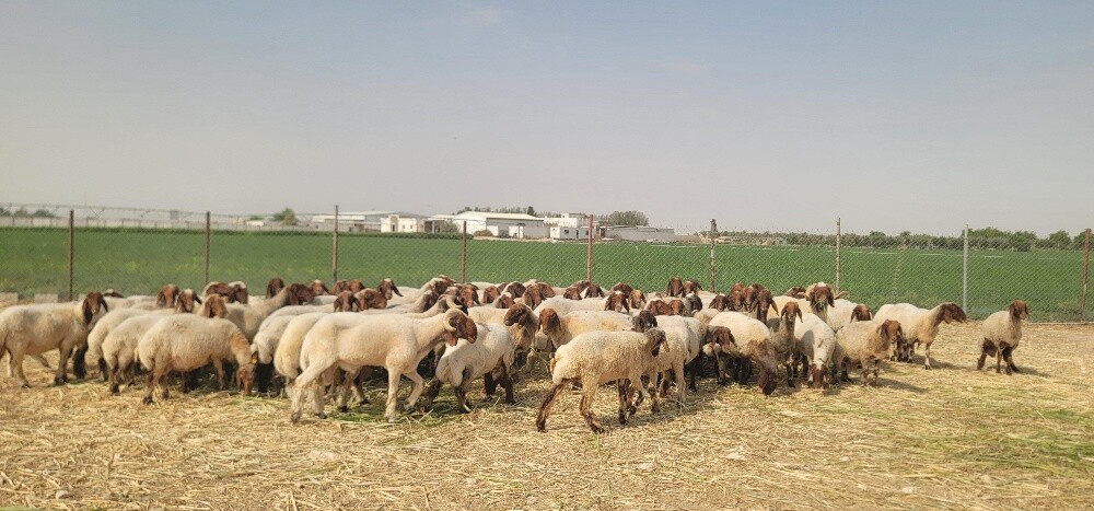 للبيع شويهات دفيع مبينه لي الولاد - 2
