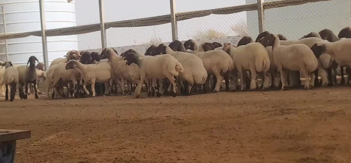 للبيع شويهات دفيع مبينه لي الولاد - 3