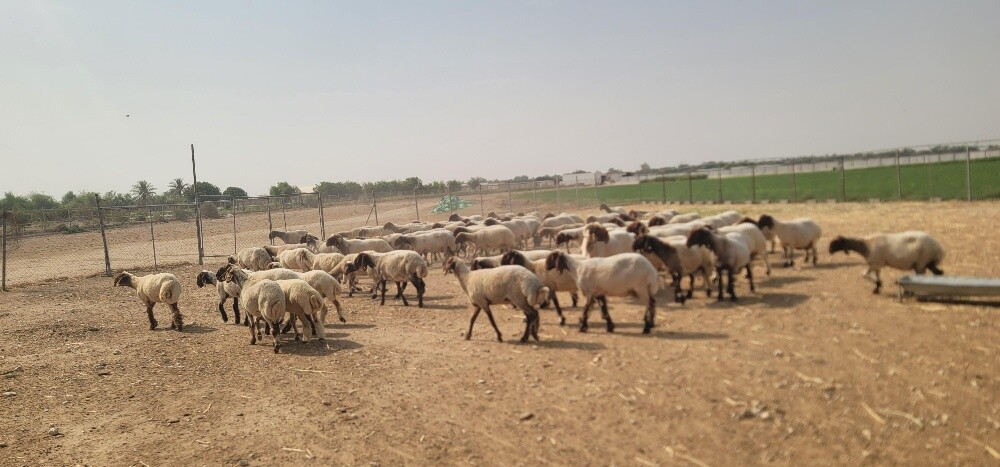 للبيع شويهات دفيع مبينه لي الولاد - 1