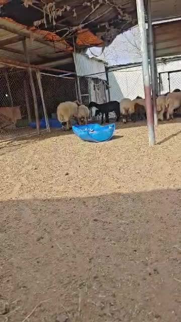 للبيع فحل طيب على جميع الشروط - 3