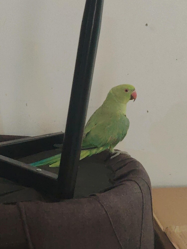 bird - 3