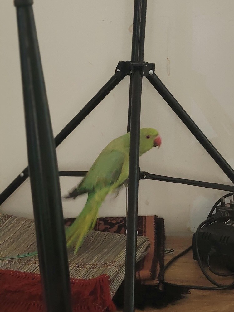 bird - 2