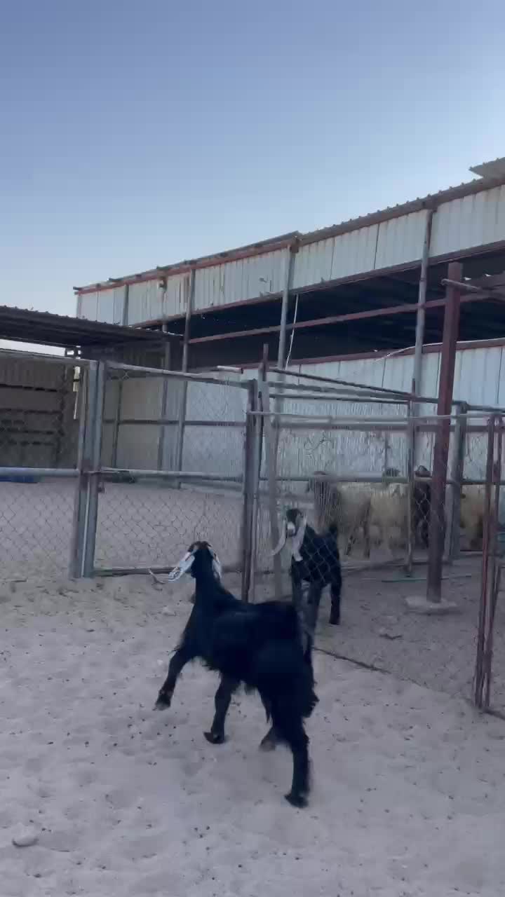 جمده عارضيه فاخره  - 1