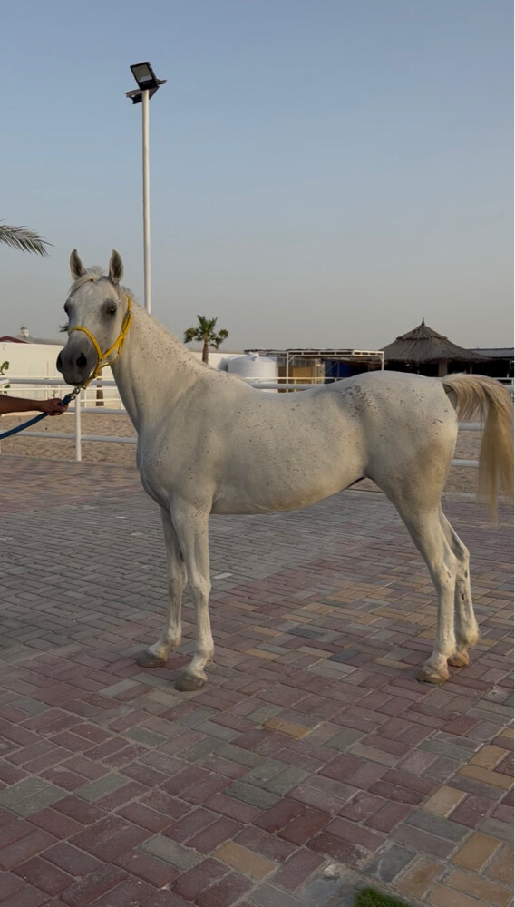 ARABIAN  SHOW MARE  - 1