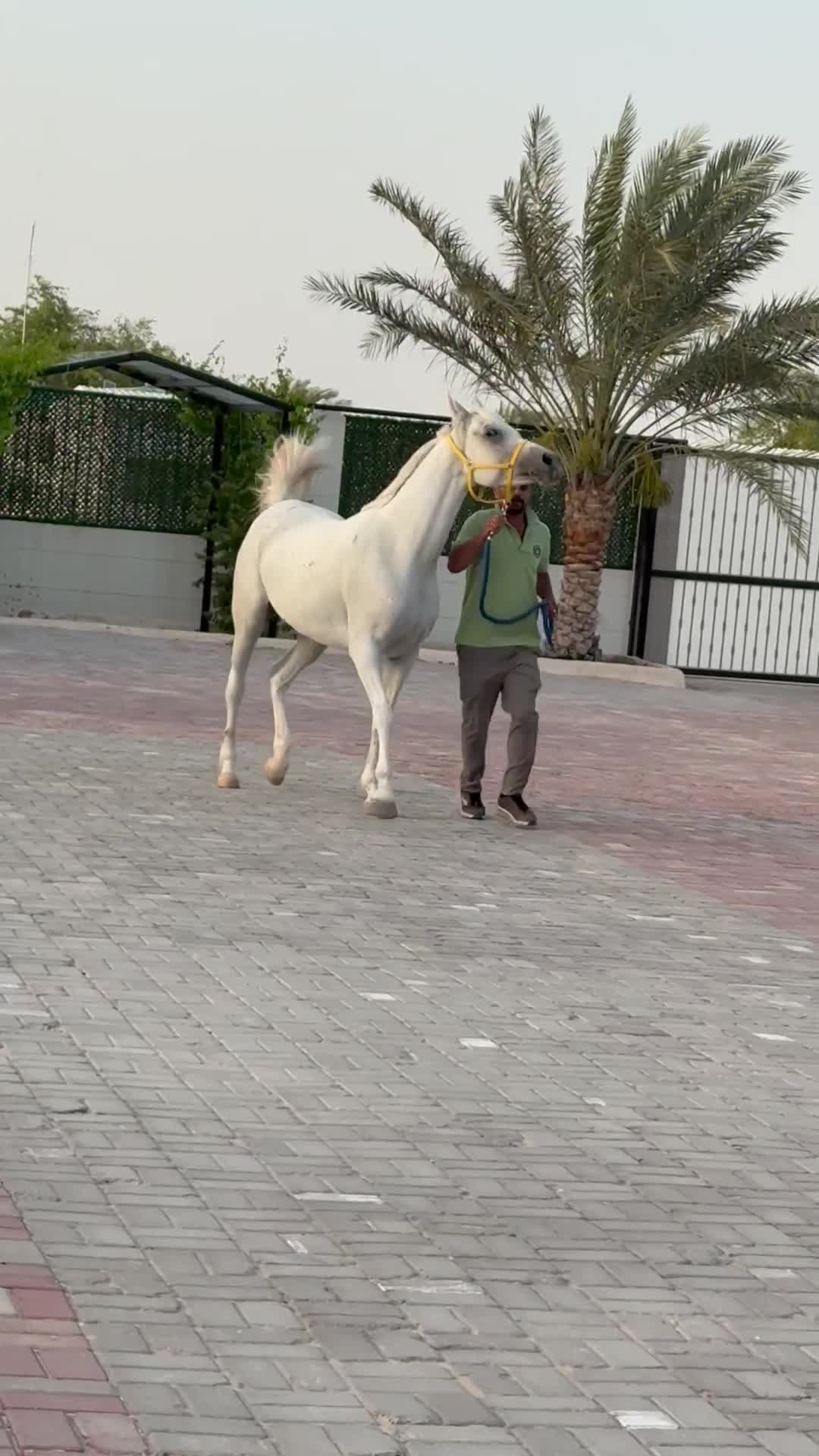 ARABIAN  SHOW MARE  - 3