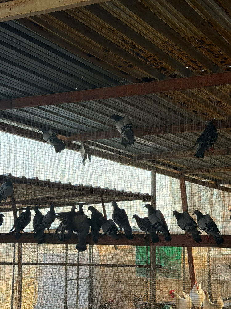 حمام دحول الجوز على 30 - 2