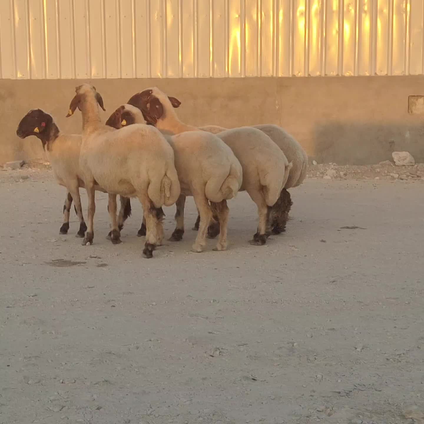 للبيع شويهات سوري طيب مقنوي سليمه - 2