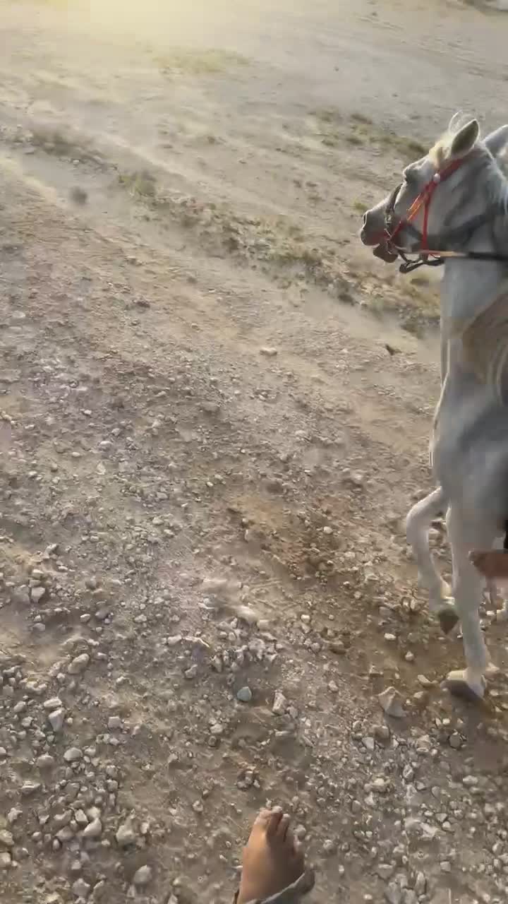 فرس ثيربرد - 5