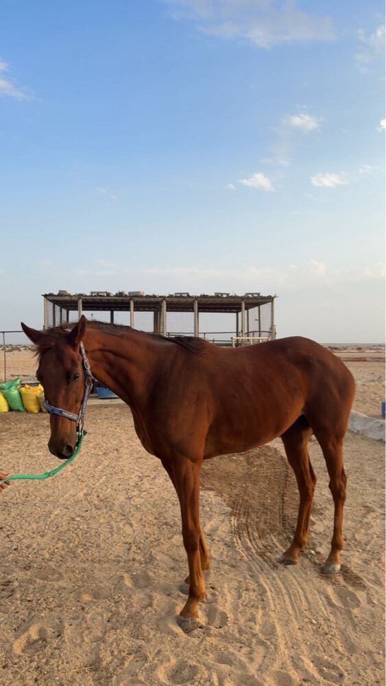 فرس ثيربرد - 4