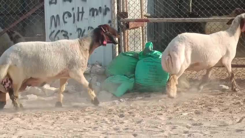 شويهات سوريه دفيع شرط معرفات - 1