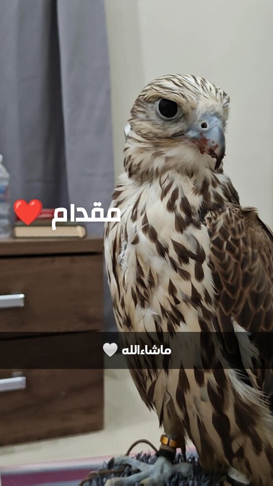 للبيع - 2