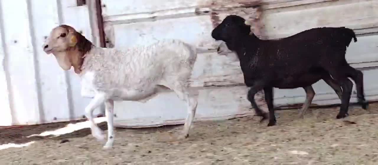 للبيع رخال بربر طيبه - 1