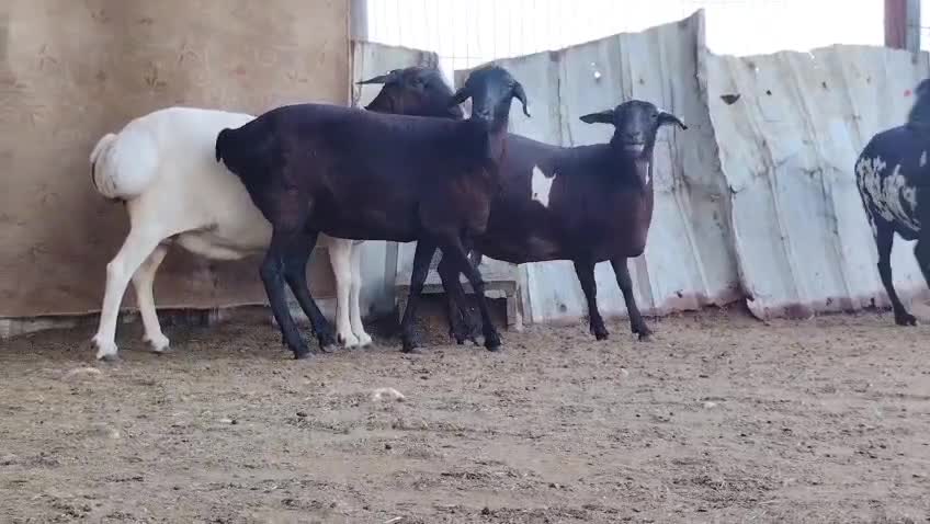 للبيع شوهات بربر افريقيه طيبه - 1